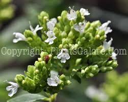 Attēlu rezultāti vaicājumam “Origanum vulgare bud”