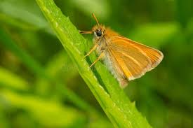 Attēlu rezultāti vaicājumam “Thymelicus lineola”