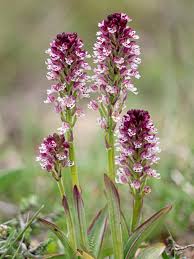 Attēlu rezultāti vaicājumam “Orchis ustulata”