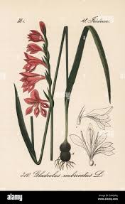 Attēlu rezultāti vaicājumam “Gladiolus imbricatus flower”