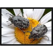 Attēlu rezultāti vaicājumam “Oxythyrea funesta imago”