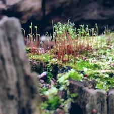 Attēlu rezultāti vaicājumam “Ceratodon purpureus”