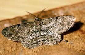 Attēlu rezultāti vaicājumam “Hypomecis punctinalis”