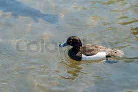 Attēlu rezultāti vaicājumam “Aythya fuligula male”