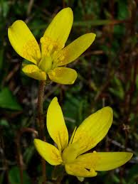 Attēlu rezultāti vaicājumam “Saxifraga hirculus”