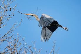 Image result for heron