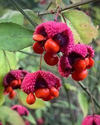 Attēlu rezultāti vaicājumam “Euonymus fruit”