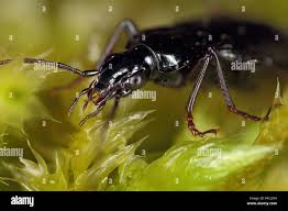 Attēlu rezultāti vaicājumam “Limodromus assimilis”