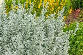 Image result for Artemisia caudata