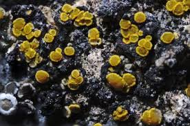 Attēlu rezultāti vaicājumam “Candelariella sp.”