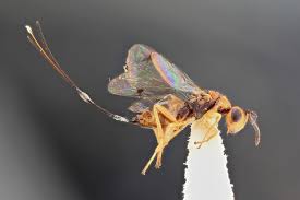 Attēlu rezultāti vaicājumam “Torymidae”