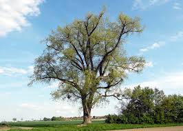 Attēlu rezultāti vaicājumam “Populus nigra”