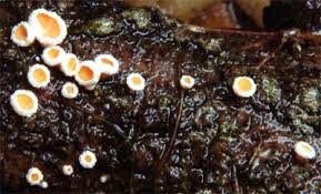 Attēlu rezultāti vaicājumam “Lachnellula willkommii”