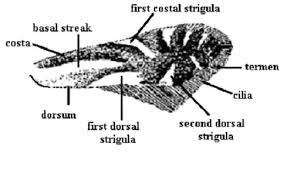 Attēlu rezultāti vaicājumam “Semioscopis avellanella imago”