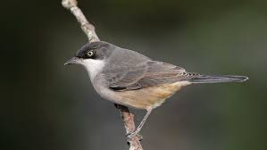 Image result for Sylvia hortensis