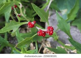 Image result for chenopodium foliosum
