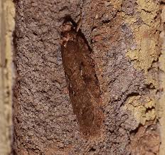 Attēlu rezultāti vaicājumam “Agonopterix ciliella imago”