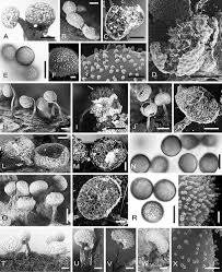 Attēlu rezultāti vaicājumam “Physarum leucophaeum stalked”