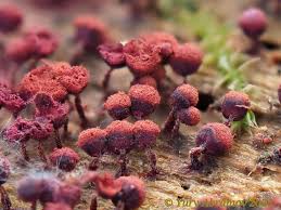 Attēlu rezultāti vaicājumam “Cribraria purpurea macro”