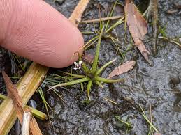 Attēlu rezultāti vaicājumam “Subularia aquatica”