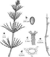 Attēlu rezultāti vaicājumam “Chara aspera”