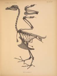 Attēlu rezultāti vaicājumam “Tetrao urogallus”