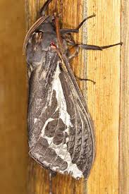 Attēlu rezultāti vaicājumam “Hepialidae”