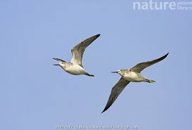 Attēlu rezultāti vaicājumam “Tringa nebularia”