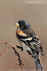 Attēlu rezultāti vaicājumam “Fringilla montifringilla male”