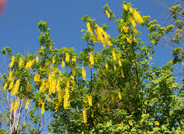 Image result for Laburnum anagyroides