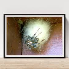 Attēlu rezultāti vaicājumam “Araneus diadematus eggs”