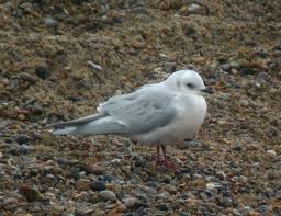 Image result for Rhodostethia rosea