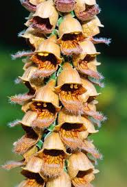 Image result for Digitalis ferruginea