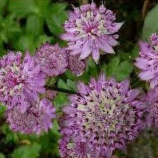 Image result for Astrantia majon `Abbey Road`