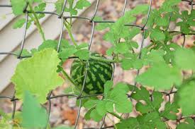 Attēlu rezultāti vaicājumam “Citrullus lanatus leaf”
