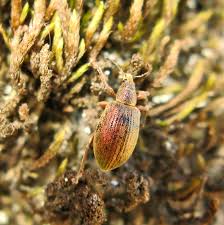 Attēlu rezultāti vaicājumam “Griselda ustomaculana”