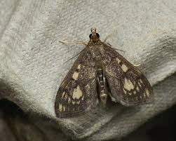 Attēlu rezultāti vaicājumam “Anania stachydalis”