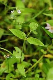 Attēlu rezultāti vaicājumam “Veronica anagallis-aquatica leaf”