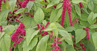 Image result for Fuchsschwanz