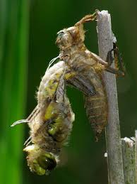 Attēlu rezultāti vaicājumam “Libellula quadrimaculata larva”