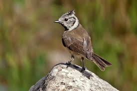 Attēlu rezultāti vaicājumam “Lophophanes cristatus”