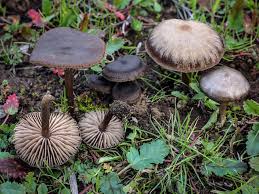 Attēlu rezultāti vaicājumam “Entoloma vernum”