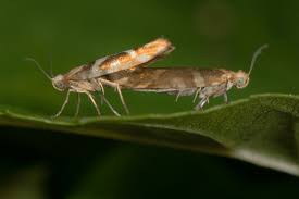 Attēlu rezultāti vaicājumam “Argyresthia goedartella”