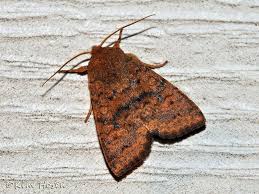 Attēlu rezultāti vaicājumam “Leucodonta bicoloria imago”