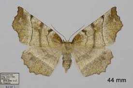 Attēlu rezultāti vaicājumam “Selenia dentaria”