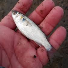 Image result for Mugil curema