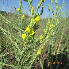 Attēlu rezultāti vaicājumam “Linaria loeselii bud”