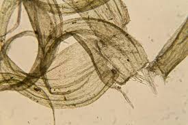 Attēlu rezultāti vaicājumam “Ptilium crista-castrensis”