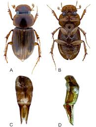 Attēlu rezultāti vaicājumam “Aphodius sp.”