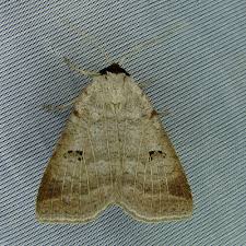 Attēlu rezultāti vaicājumam “Lygephila viciae”